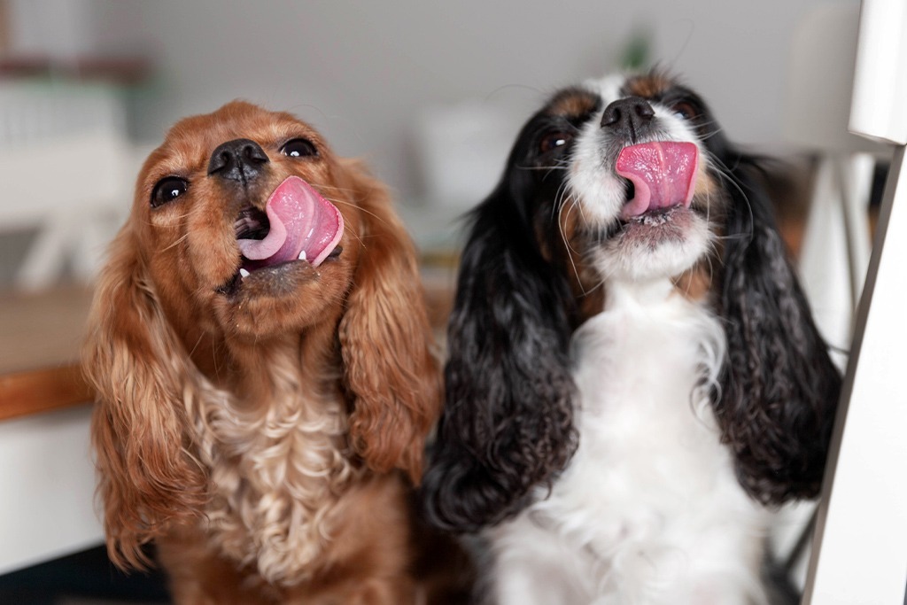 Santaniello_HG-Bild_Fleischmenue Zwei Hunde nebeneinander lecken sich übers Maul