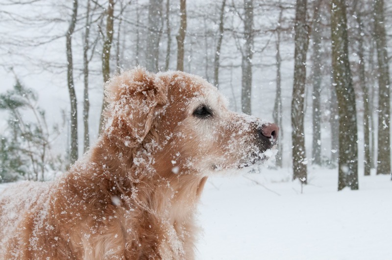 Hund im Schnee