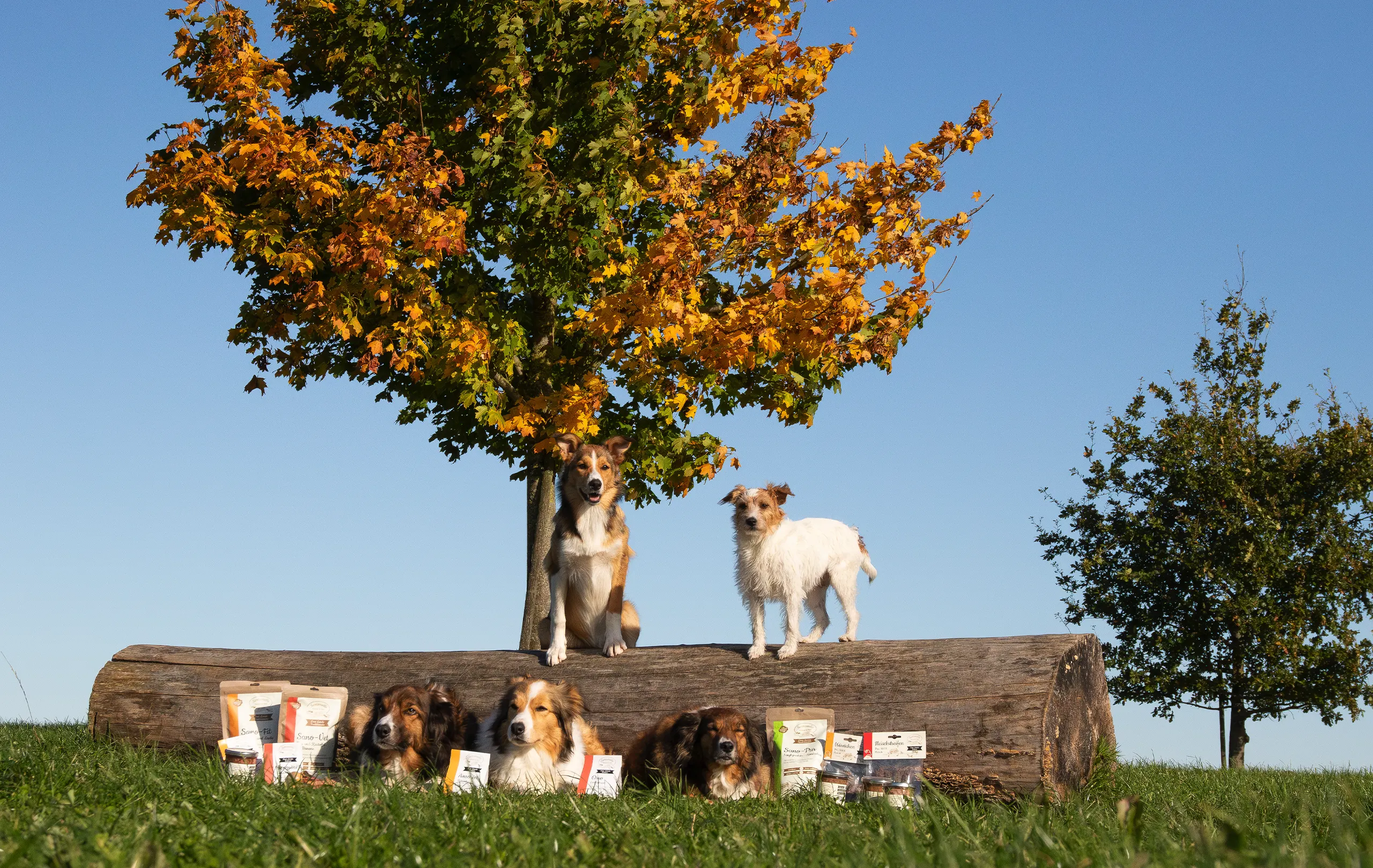 Santaniello-exklusives-hochwertiges-Hundefutter-Manufaktur-Osnabrueck