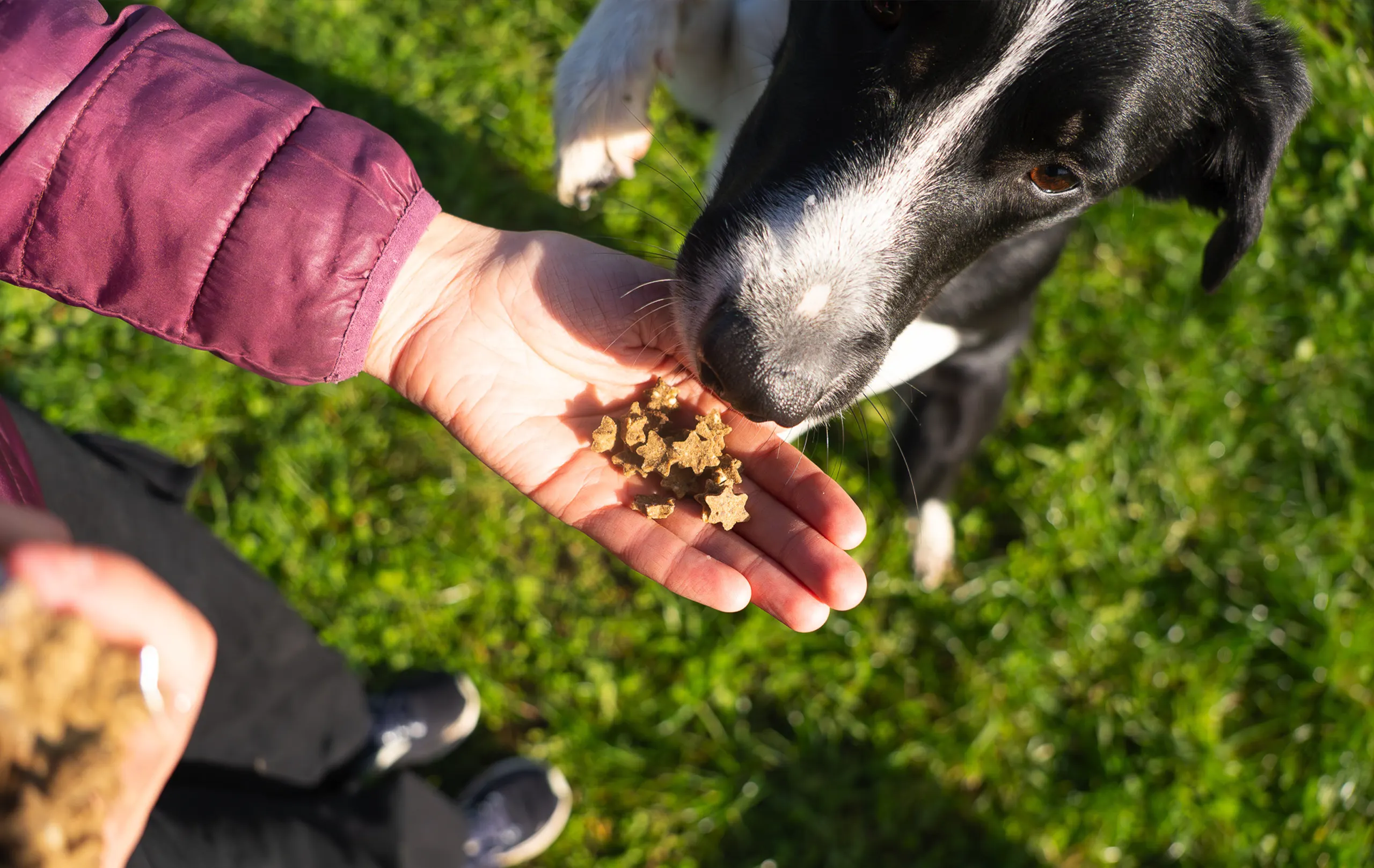 Santaniello-hochwertiges-Hundefutter-Hundeleckerchen