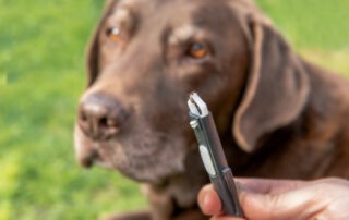 Fellwechsel beim Hund: So unterstützt du deinen Hund mit der richtigen Ernährung