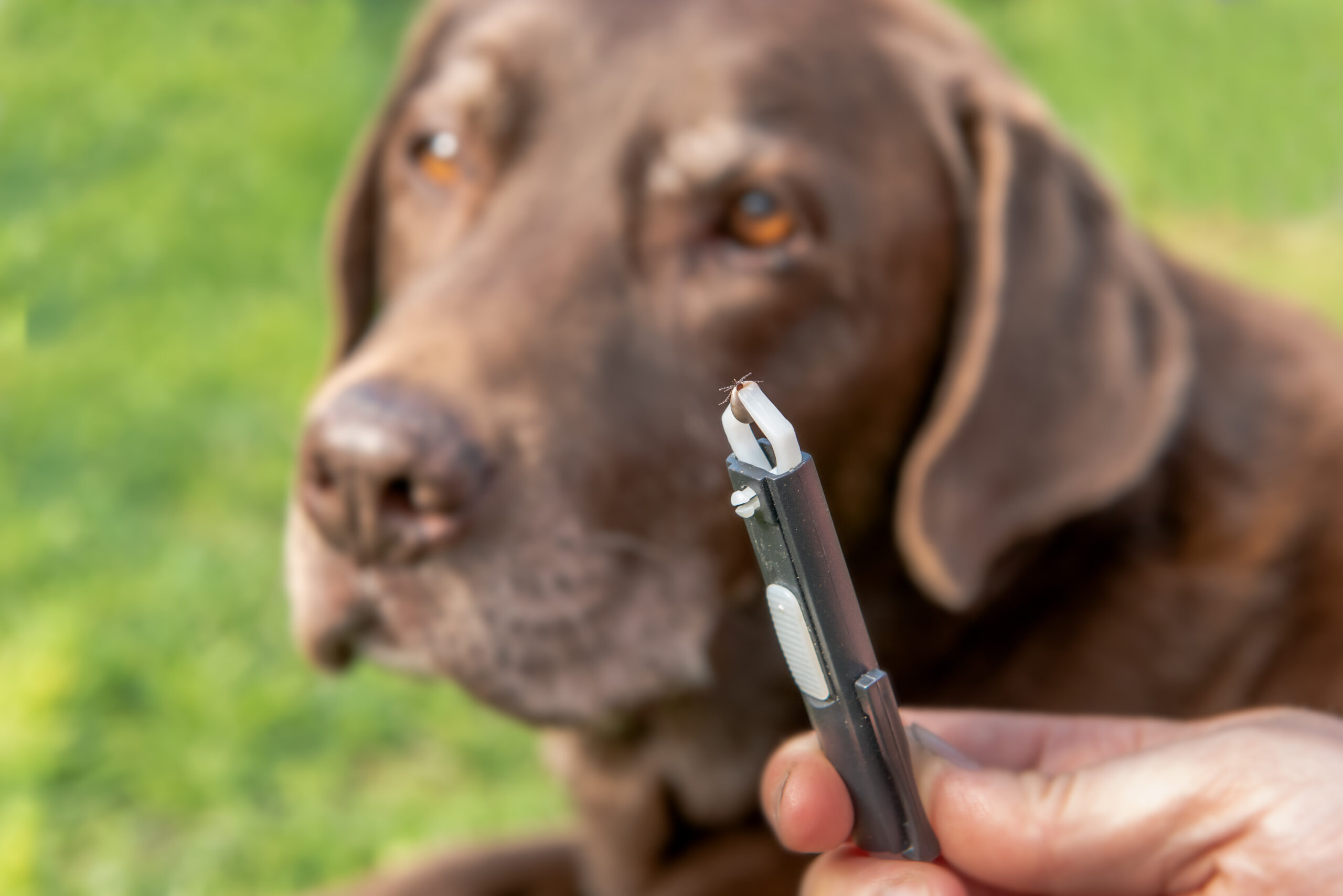 Fellwechsel beim Hund: So unterstützt du deinen Hund mit der richtigen Ernährung
