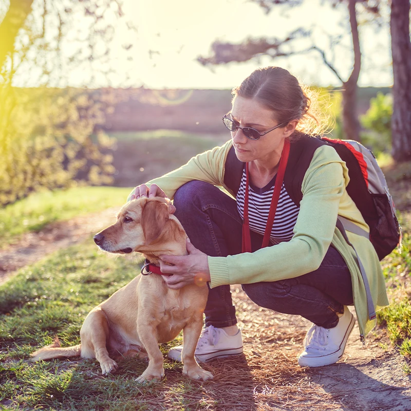 Hund-vor-Zecken-Schuetzen