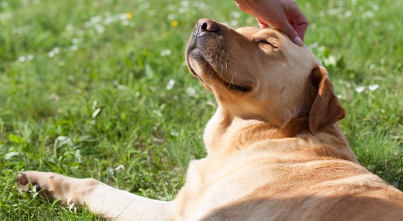 frühling-Hund