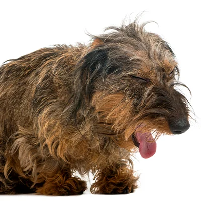 Eichenprozessionsspinner beim Hund sofort handeln